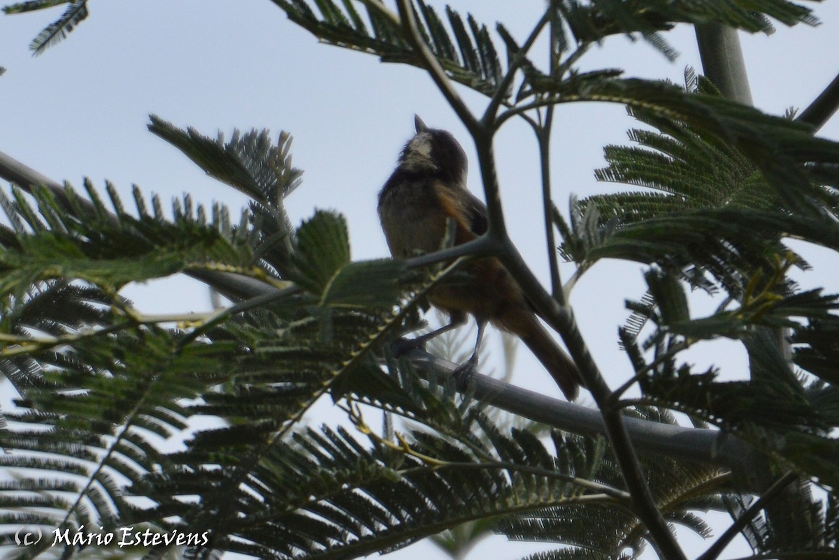 Coal Tit - ML256498661