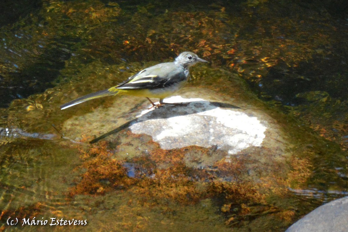 Gray Wagtail - ML256498671