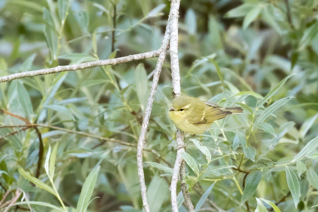 Green Warbler - ML256501461