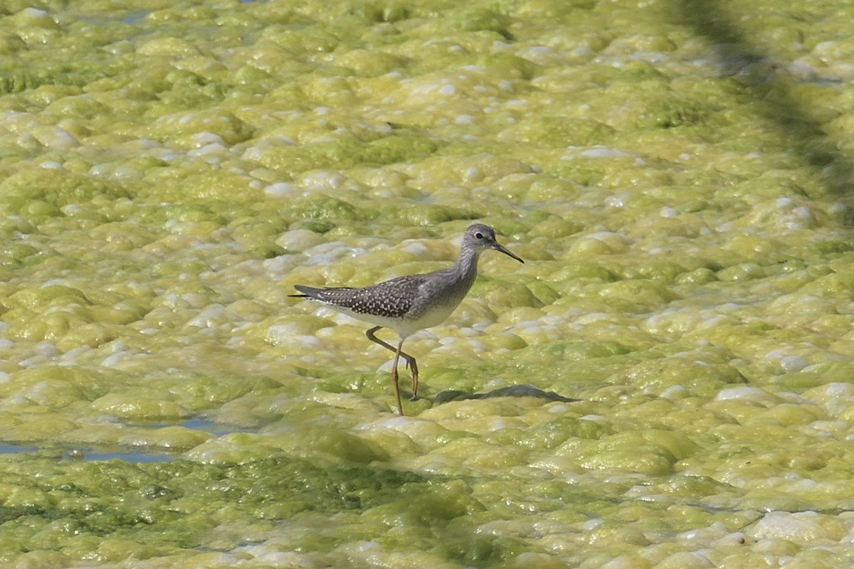 Lesser Yellowlegs - ML256502491