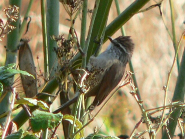 Plain-mantled Tit-Spinetail - ML256503331