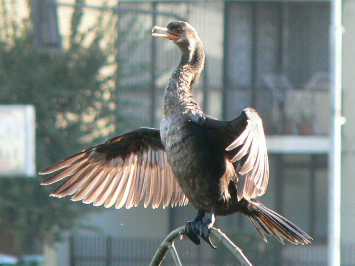Neotropic Cormorant - Charley Hesse TROPICAL BIRDING