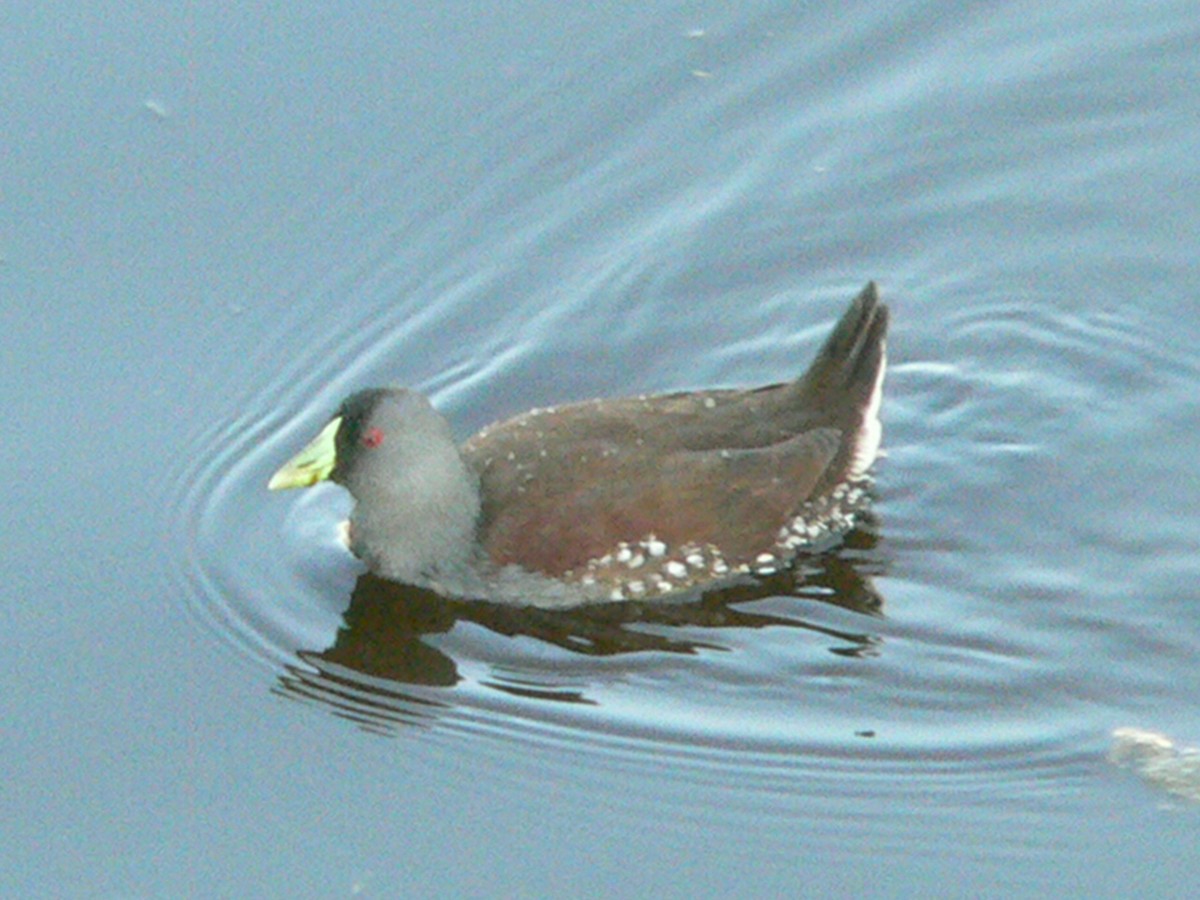 Spot-flanked Gallinule - Charley Hesse TROPICAL BIRDING