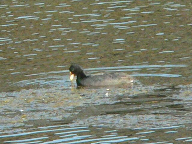 Red-gartered Coot - Charley Hesse TROPICAL BIRDING