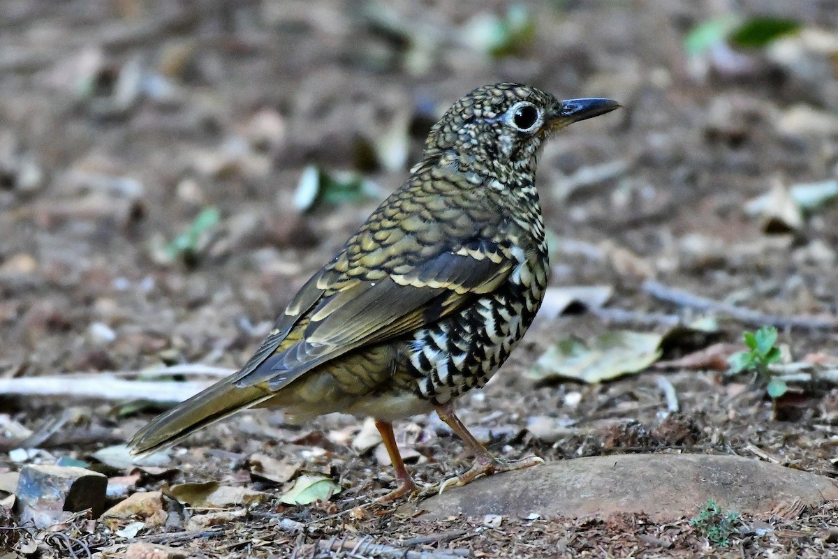 Russet-tailed Thrush - ML256504581