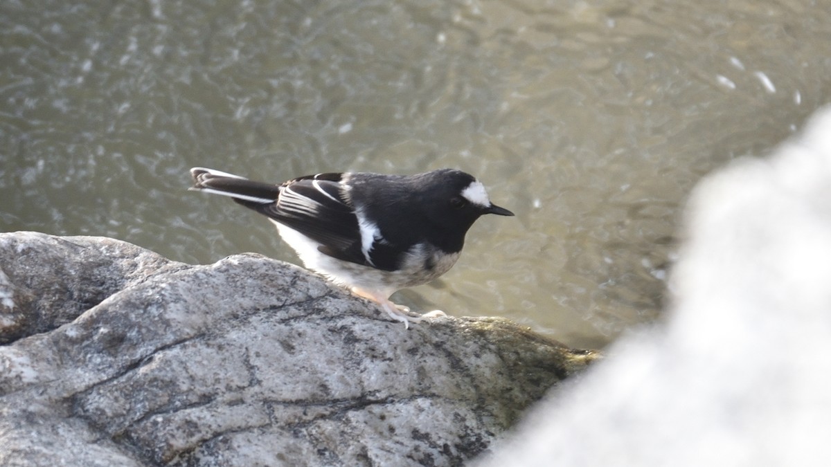 Little Forktail - Clayton Burne