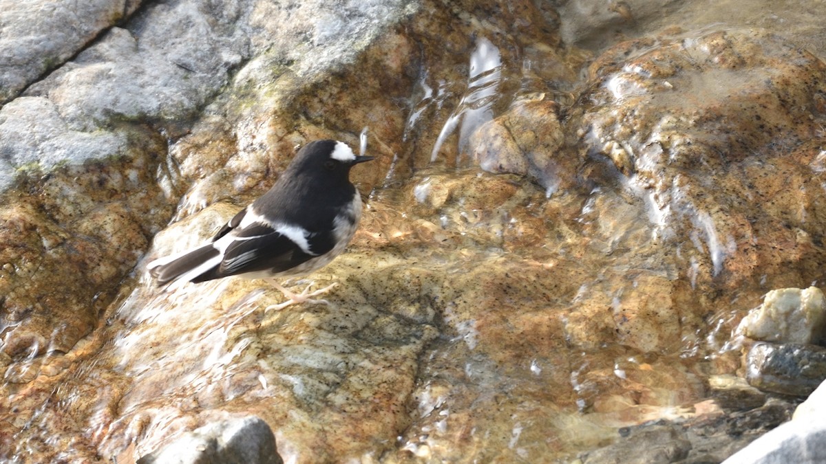 Little Forktail - Clayton Burne