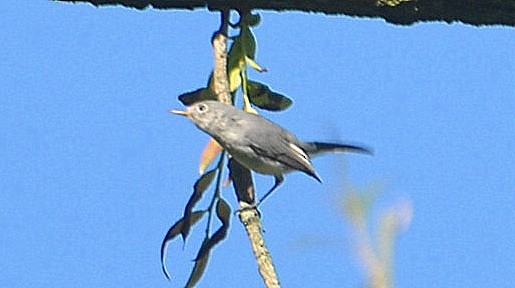 Blue-gray Gnatcatcher - ML256507411