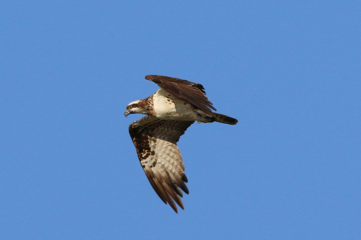 שלך - ML256507761