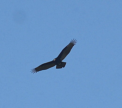 Turkey Vulture - ML256508461