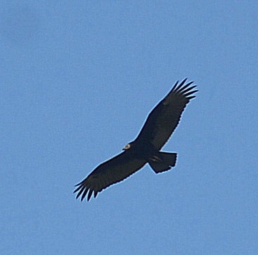 Turkey Vulture - ML256508571