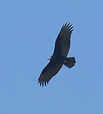 Turkey Vulture - ML256508691