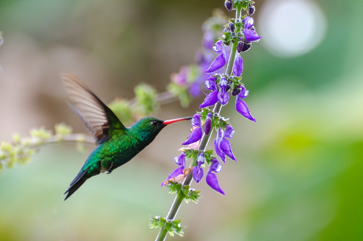 Glittering-bellied Emerald - ML256508741