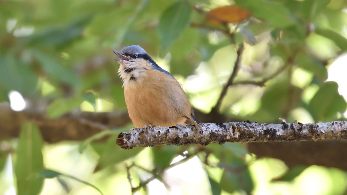 White-tailed Nuthatch - ML256510451