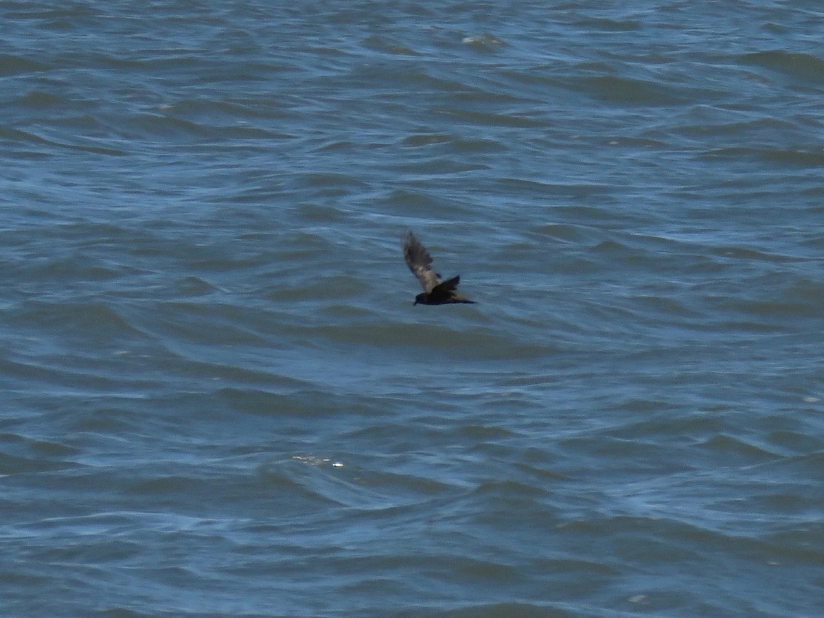 Least Storm-Petrel - ML25651061