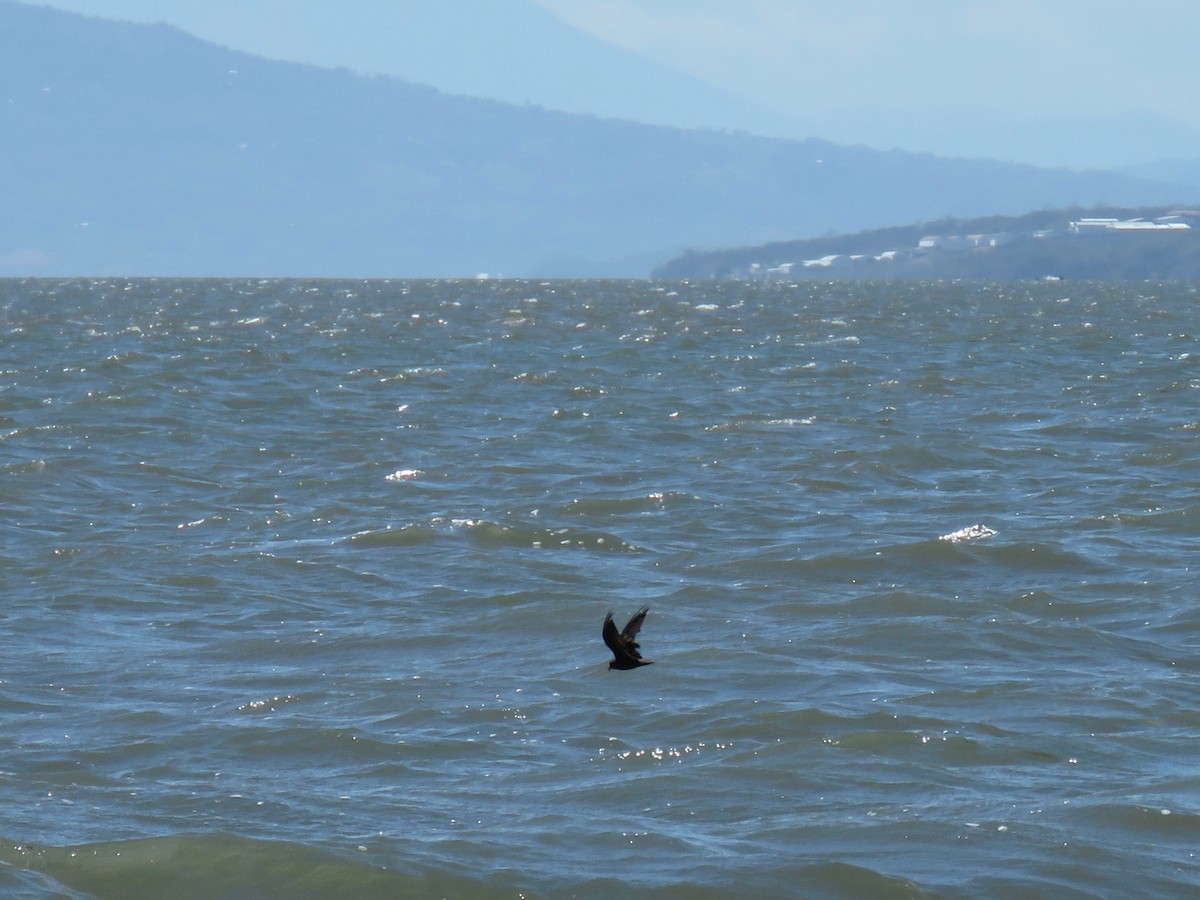 Least Storm-Petrel - John van Dort