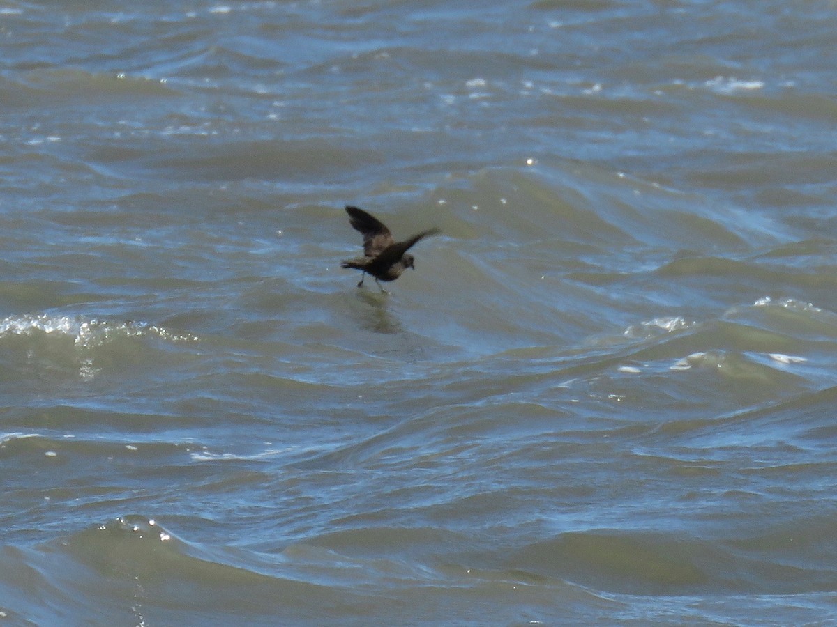 Least Storm-Petrel - John van Dort