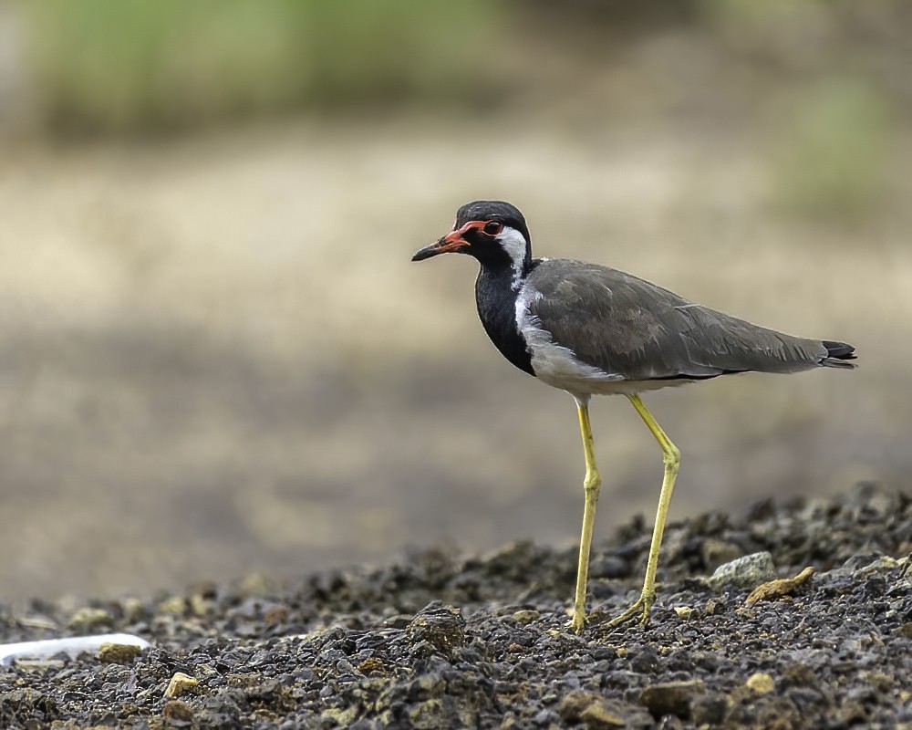 Red-wattled Lapwing - ML256510821