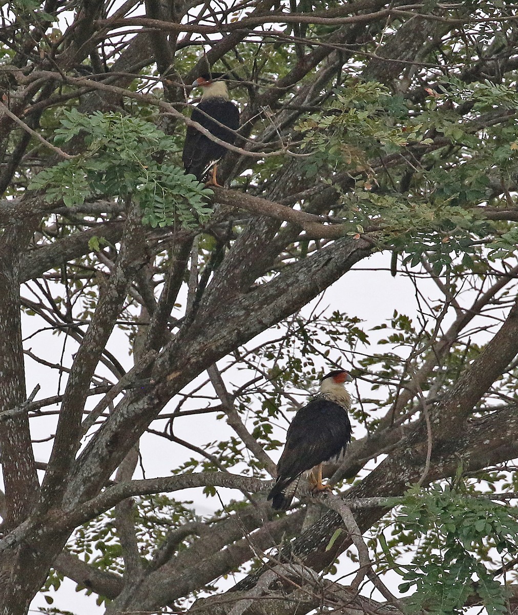 Crested Caracara (Northern) - ML256511251