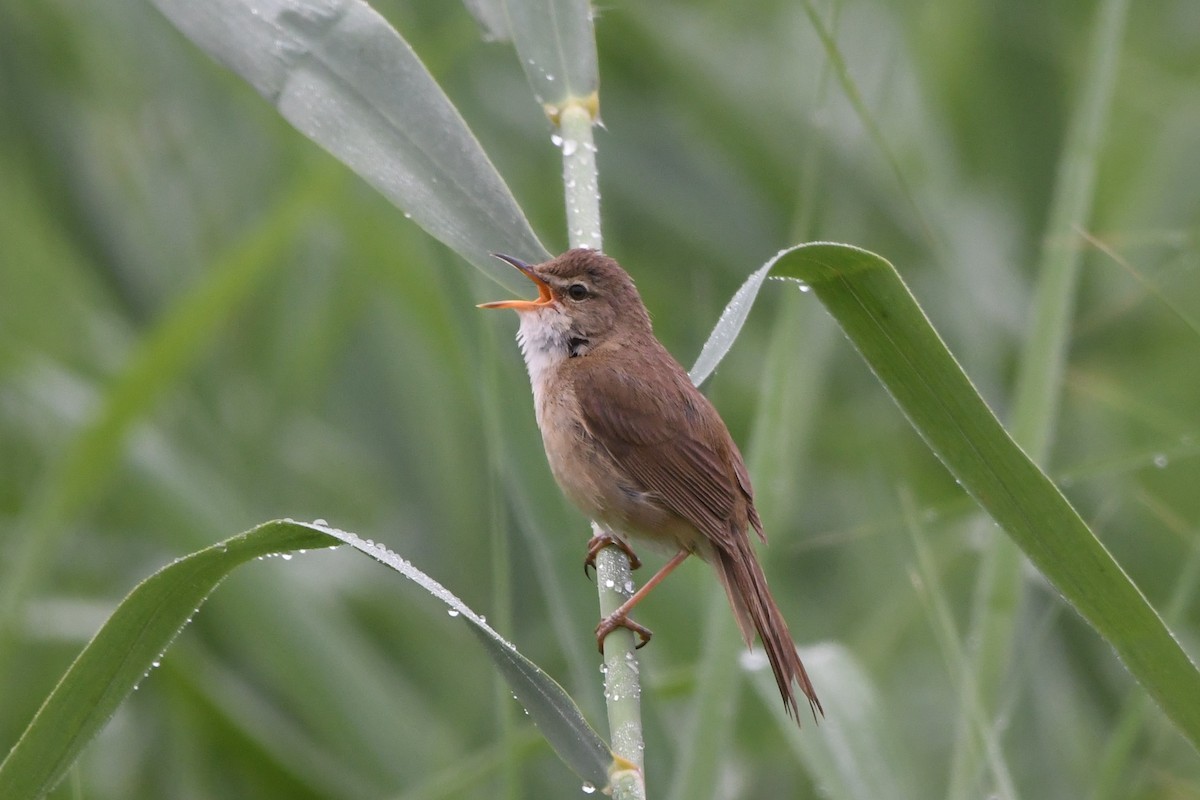Blunt-winged Warbler - Oriental Stork