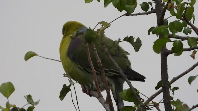 African Green-Pigeon - ML256515101