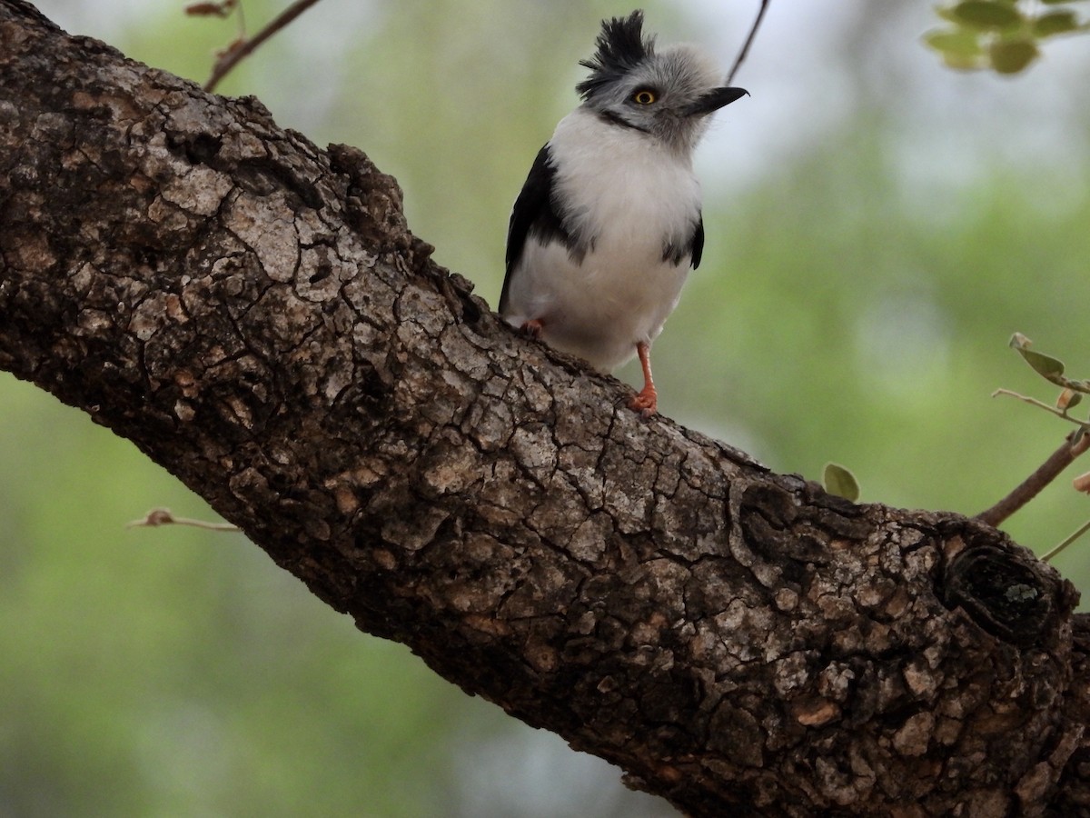 Gray-crested Helmetshrike - ML256515261