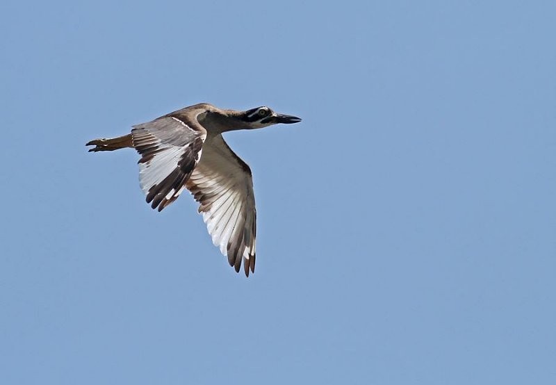 Beach Thick-knee - Peter Ericsson