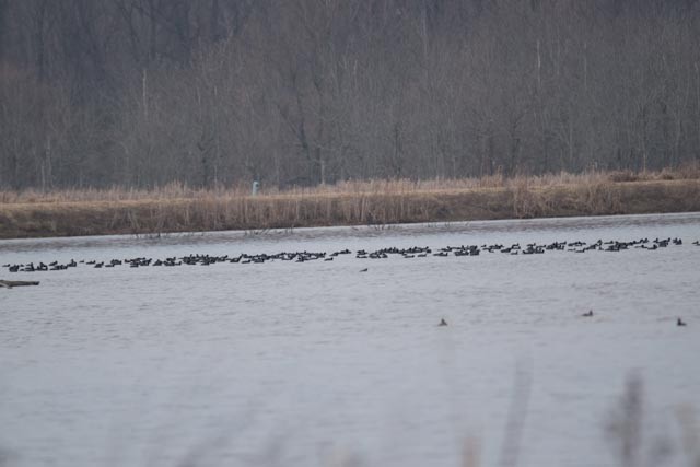 American Coot (Red-shielded) - ML25651581