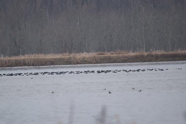 American Coot (Red-shielded) - ML25651591