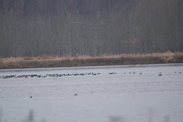 American Coot (Red-shielded) - ML25651601