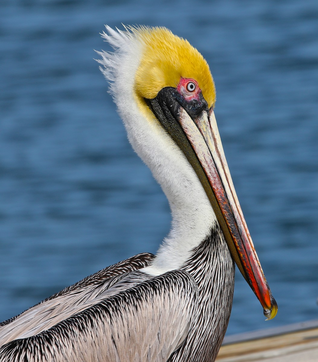 pelikán hnědý - ML25651631