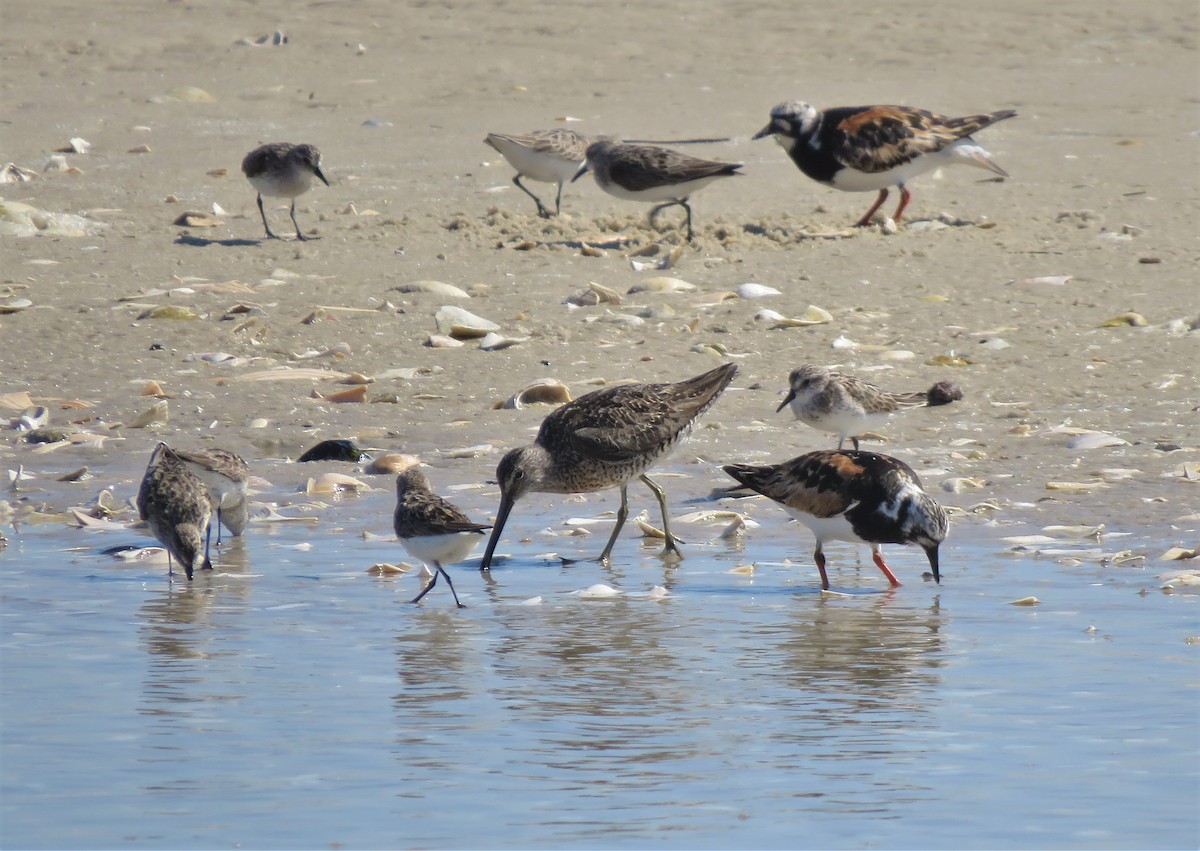 Short-billed Dowitcher - ML256516831