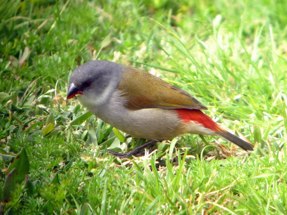 Swee Waxbill - Roger Horn