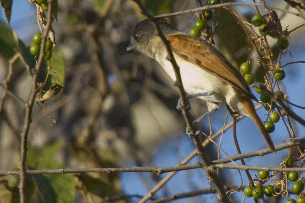 Rose-throated Becard - ML25651981