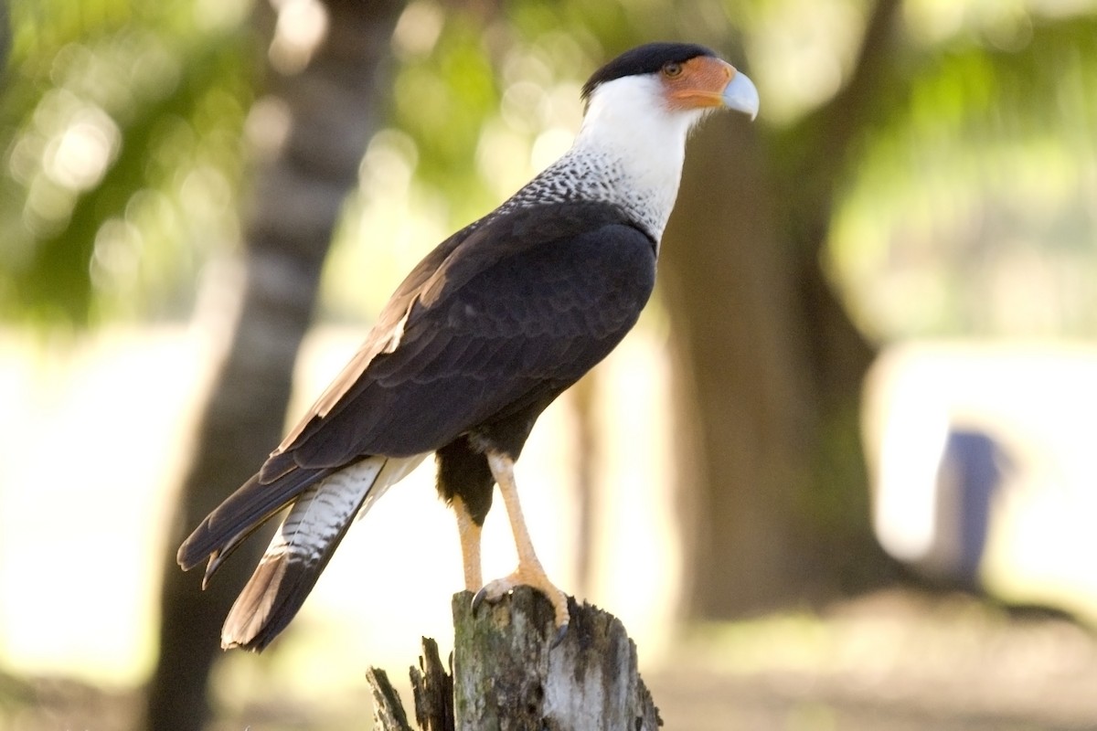 Crested Caracara (Northern) - ML25652011