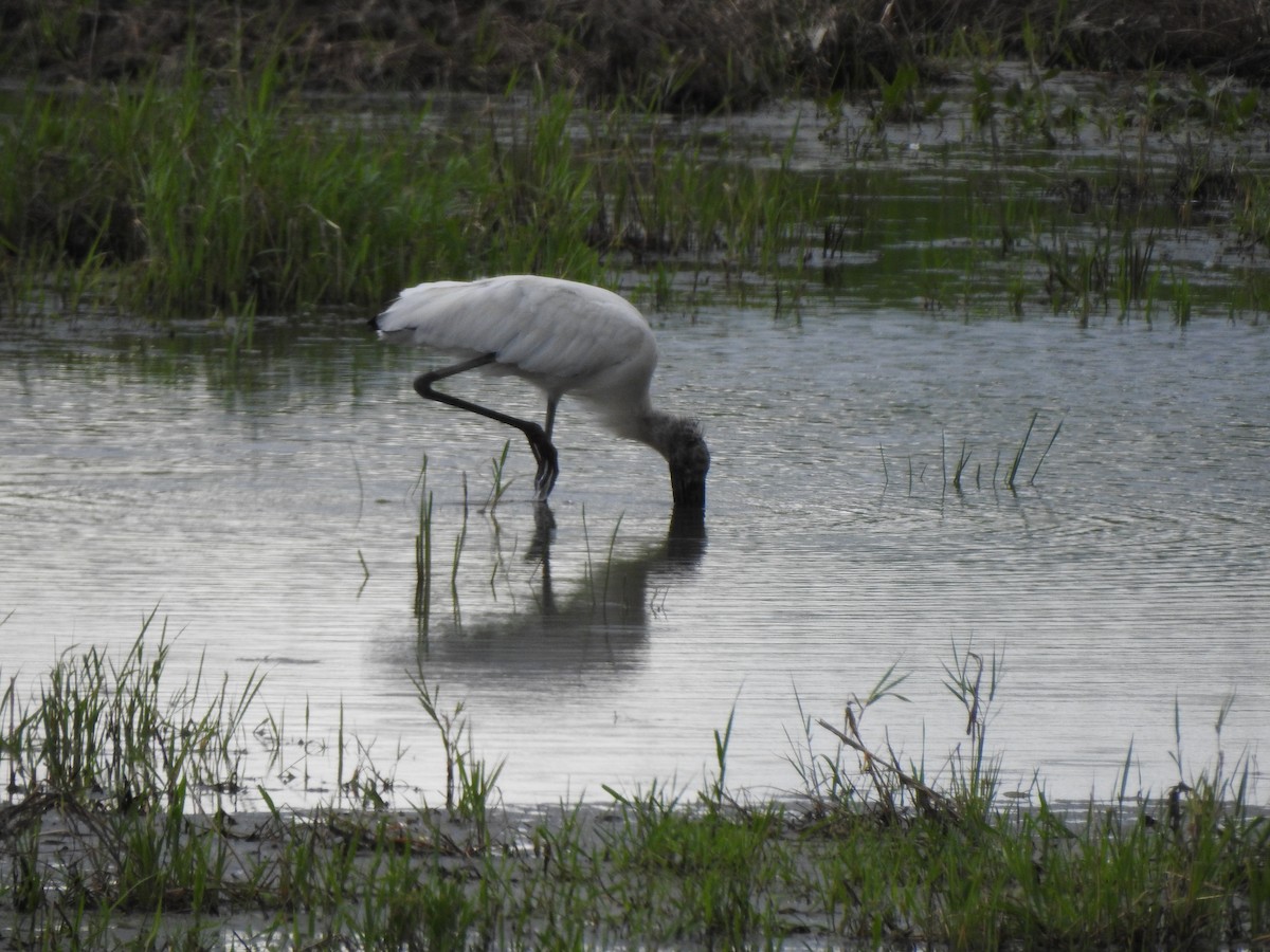 Wood Stork - Jacco Gelderloos