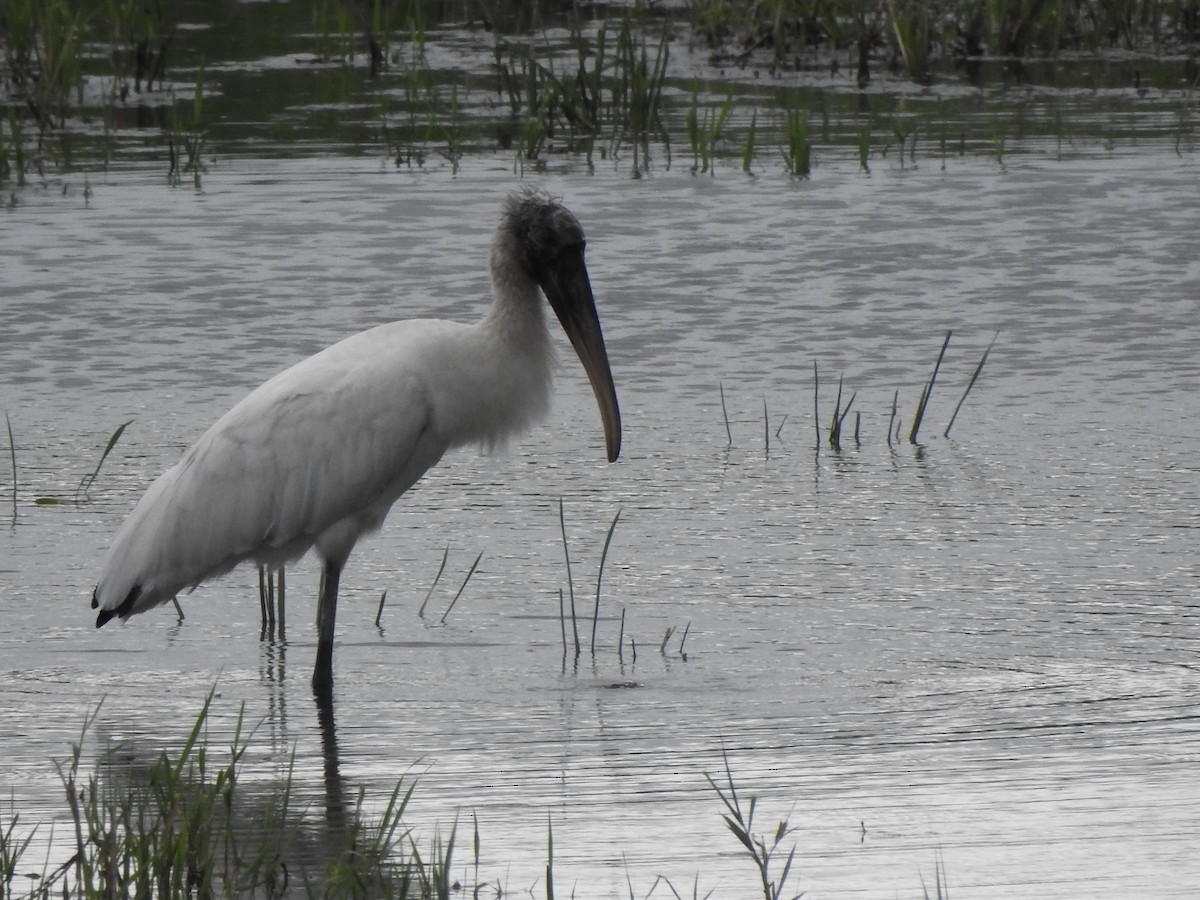 Wood Stork - Jacco Gelderloos