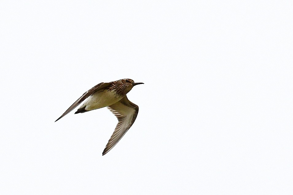 Broad-billed Sandpiper - ML256520601