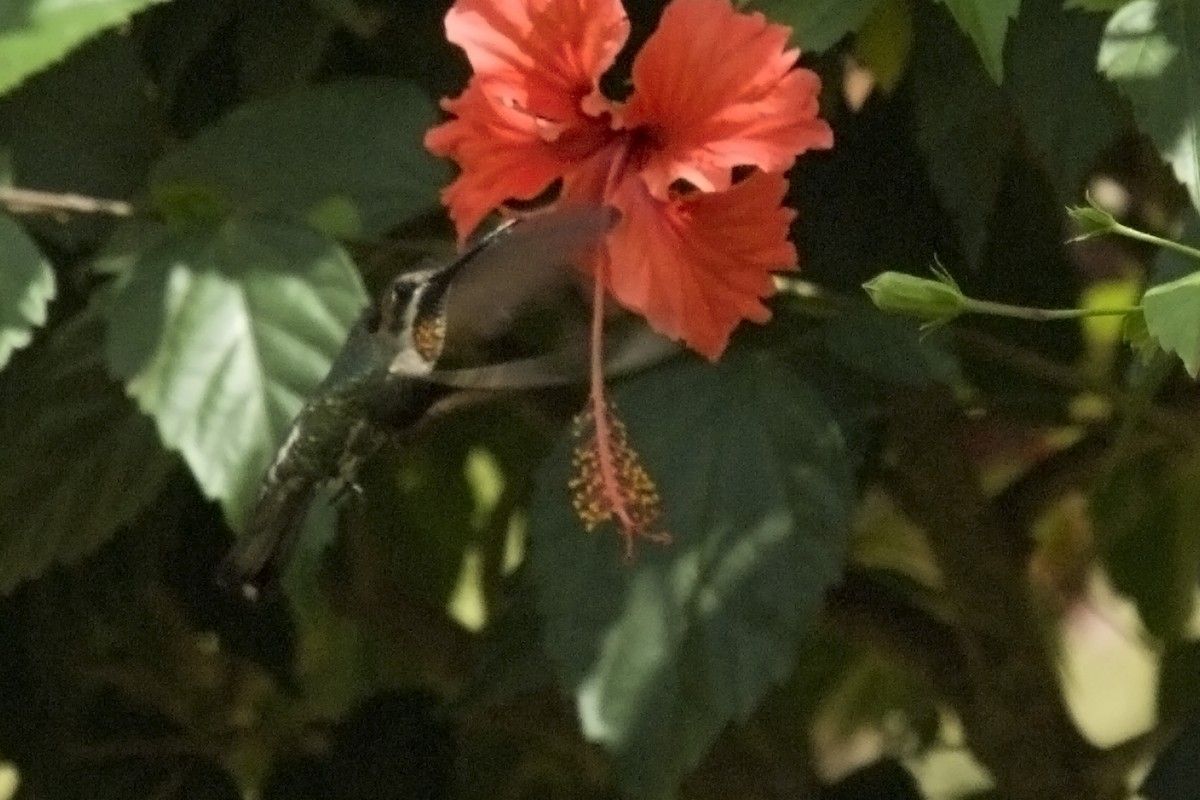 Colibrí Pochotero - ML25652221