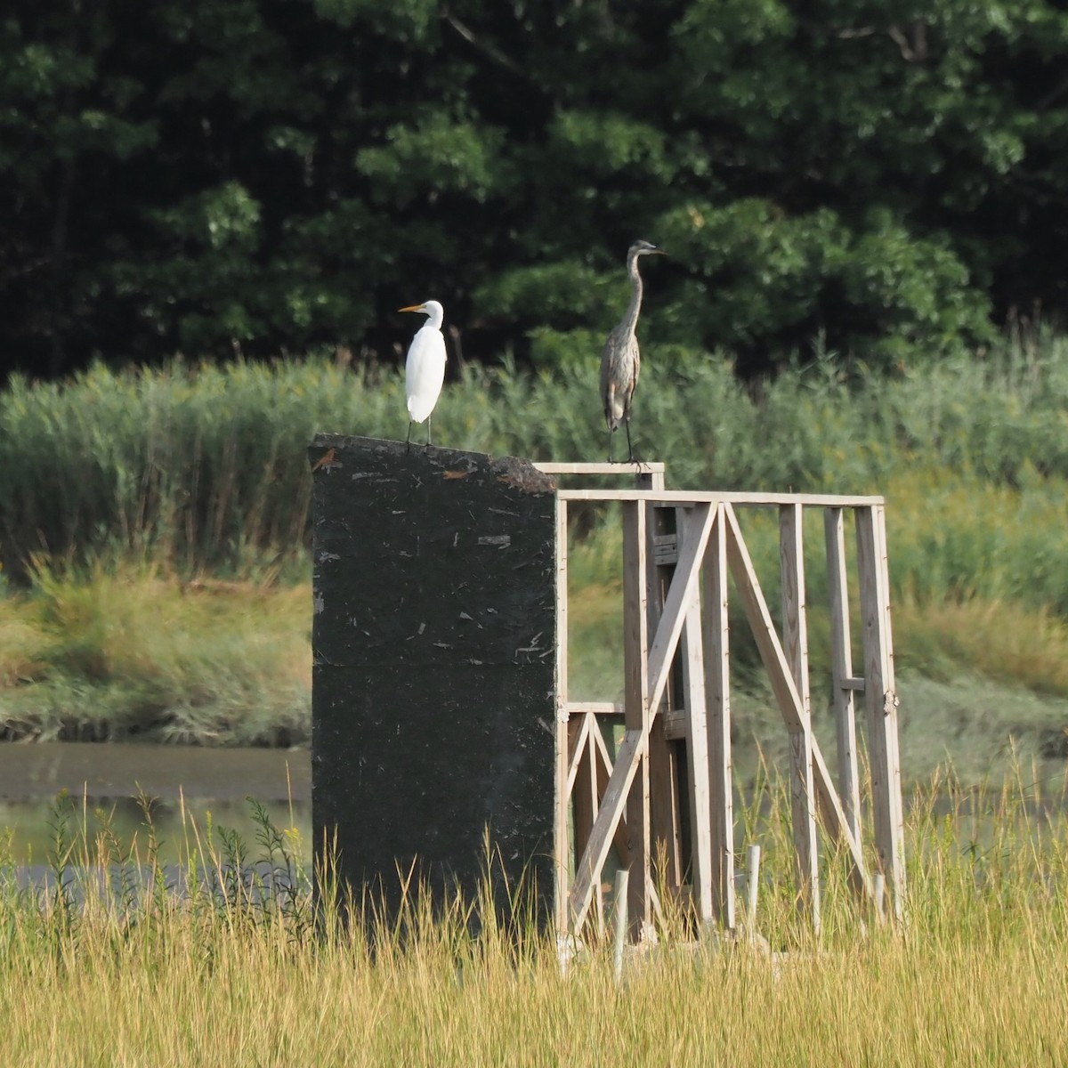 Great Egret - Bill Bunn