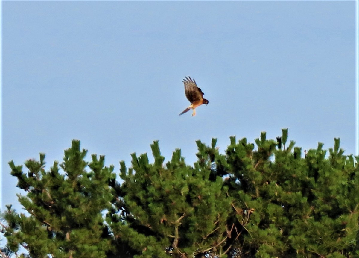 Northern Harrier - ML256526291