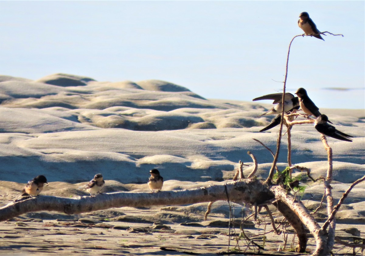 Barn Swallow - ML256526381