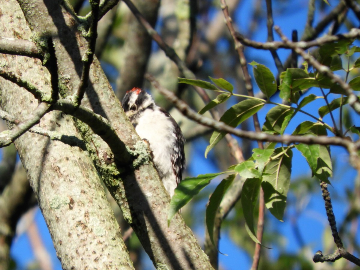 Downy Woodpecker - ML256527381