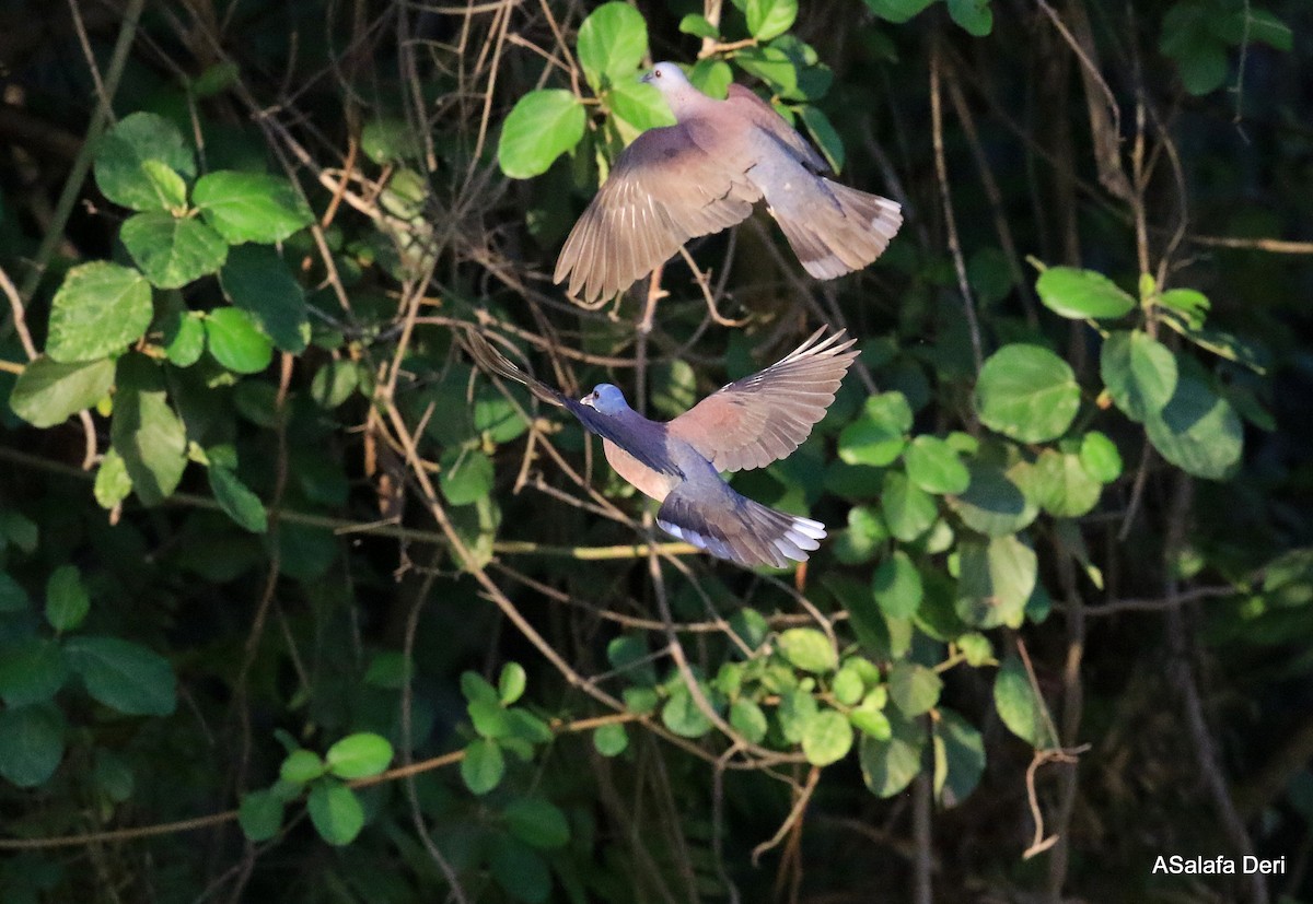 Мадагаскарский голубь - ML256528131