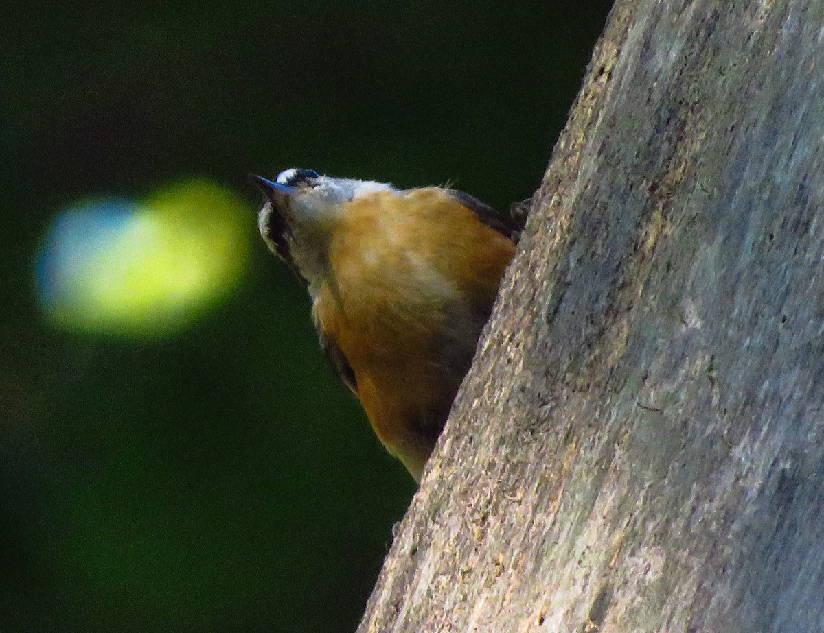 Red-breasted Nuthatch - ML256528161