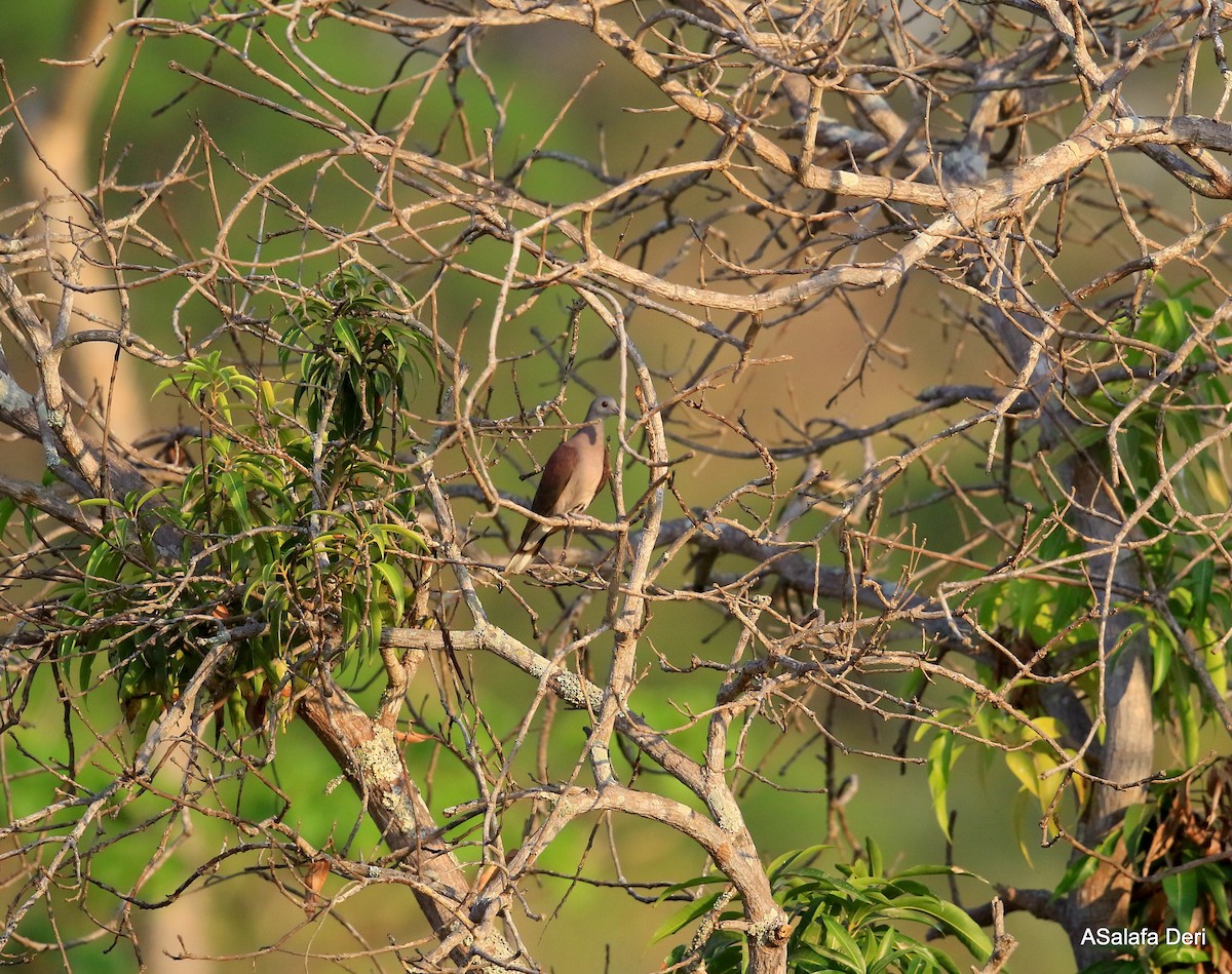Мадагаскарский голубь - ML256528391