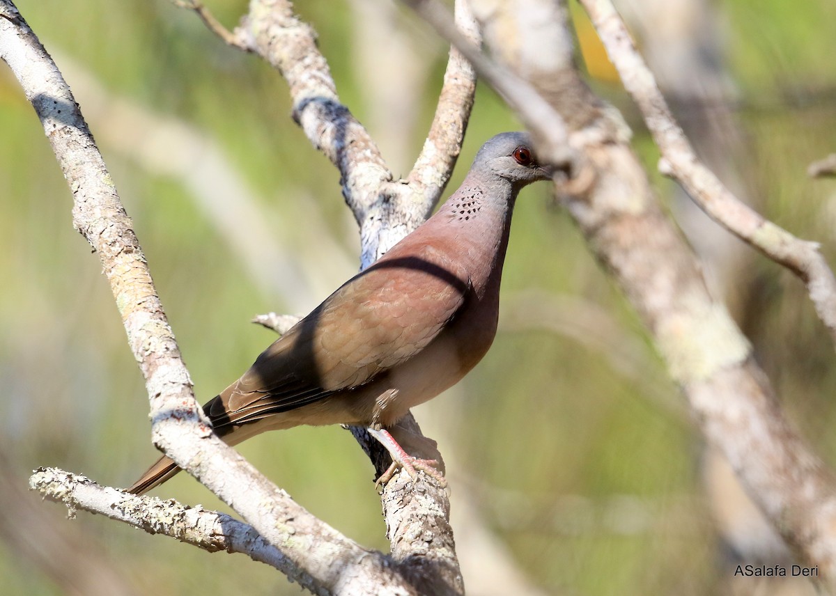 Malagasy Turtle-Dove - Fanis Theofanopoulos (ASalafa Deri)