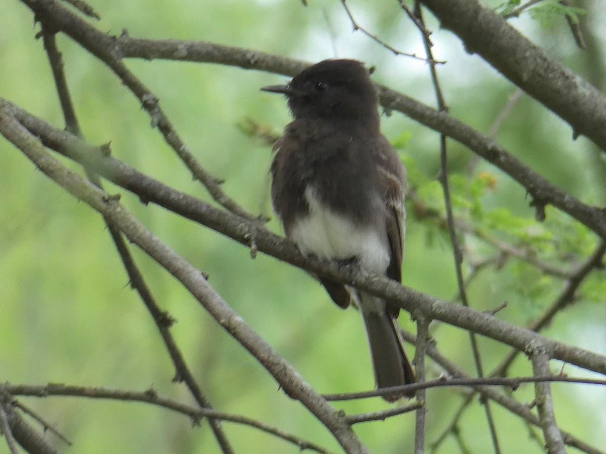 Black Phoebe - ML256529451