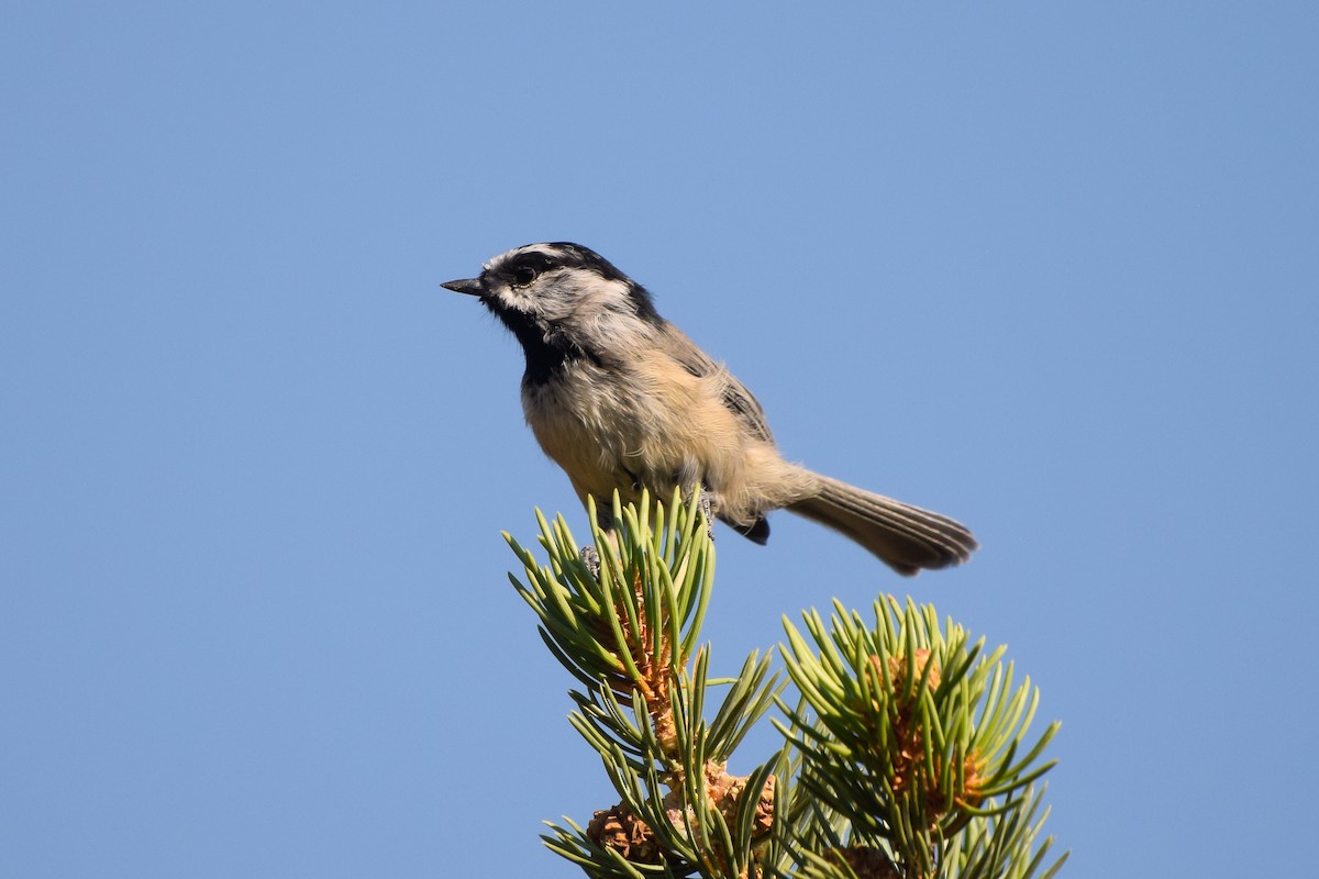 Mountain Chickadee - ML256530621