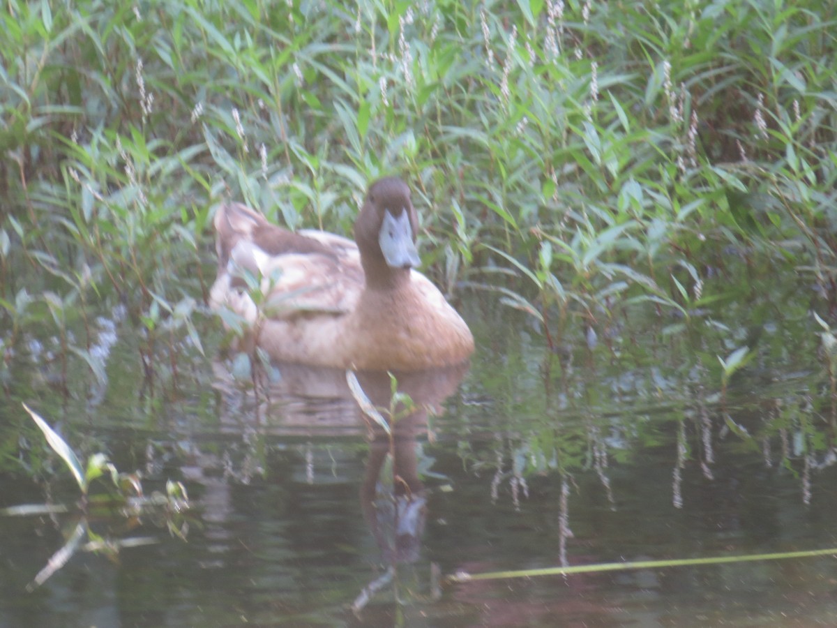 anatidé sp. (canard sp.) - ML256531621